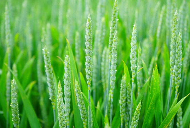 Green wheat