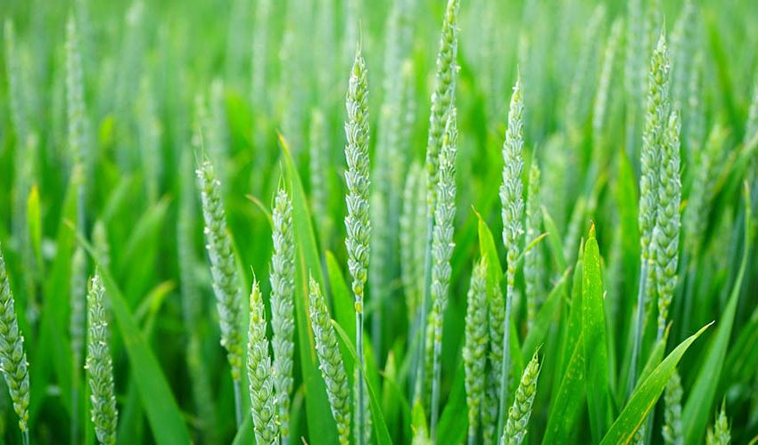 Green wheat