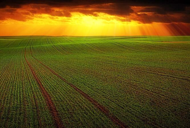 farm land with crops