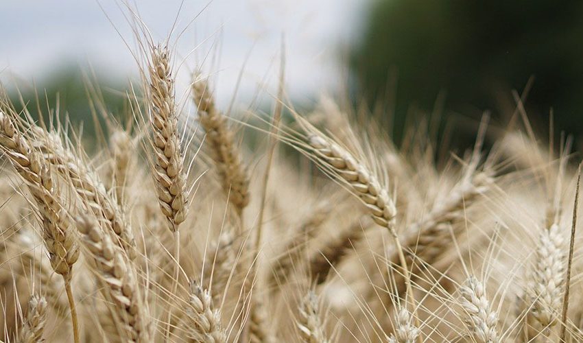 featured-agriculture-iv