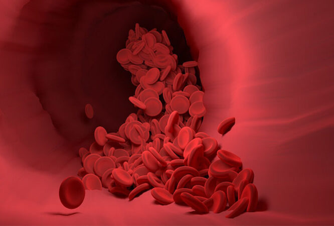 red blood cells in vein image